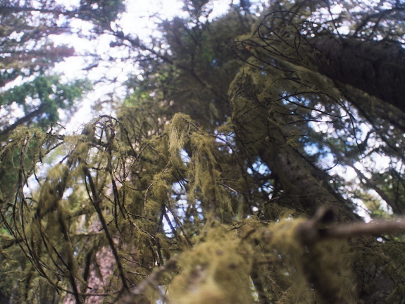 Baker Gulch Trail